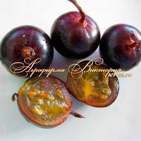 Смородина золотистая ВИНОГРАДНАЯ КИШМИШНАЯ (Россия) (КРУПНОМЕР! ОГРОМНЫЙ КУСТ, УРОЖАЙ В ГОД ПОСАДКИ) Смородина золотистая ВИНОГРАДНАЯ КИШМИШНАЯ (Россия) (КРУПНОМЕР! ОГРОМНЫЙ КУСТ, УРОЖАЙ В ГОД ПОСАДКИ)